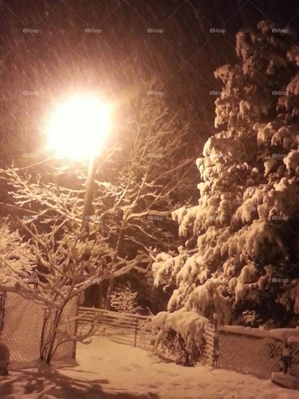 Evening Snow