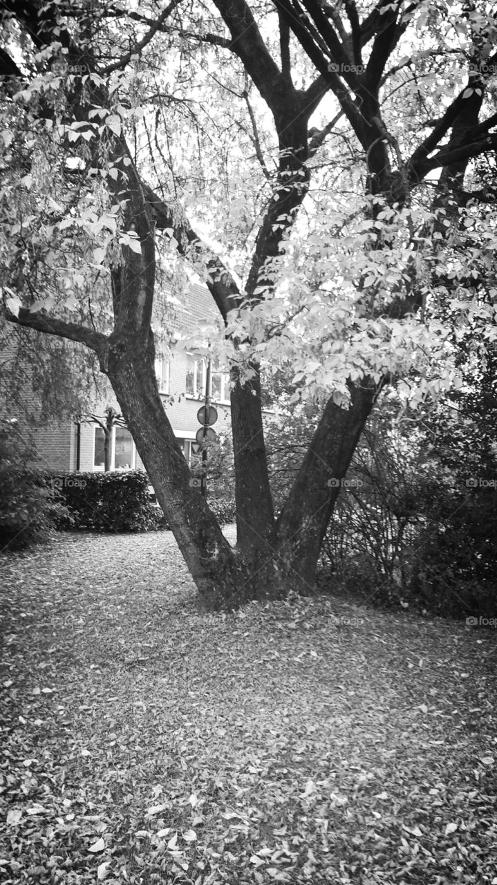 autumn threefold tree trinity park