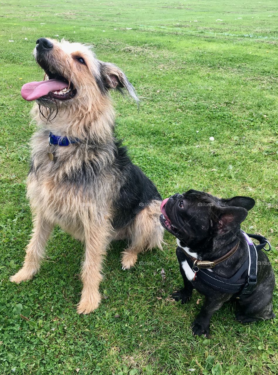 French bulldog having a great day in the park with his much bigger friend 