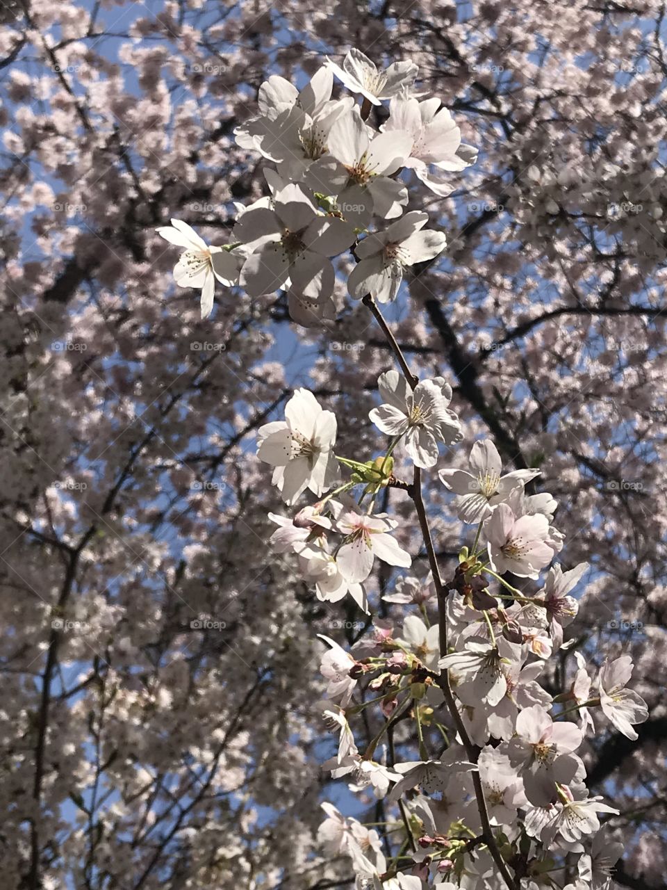 Cherry blossoms 