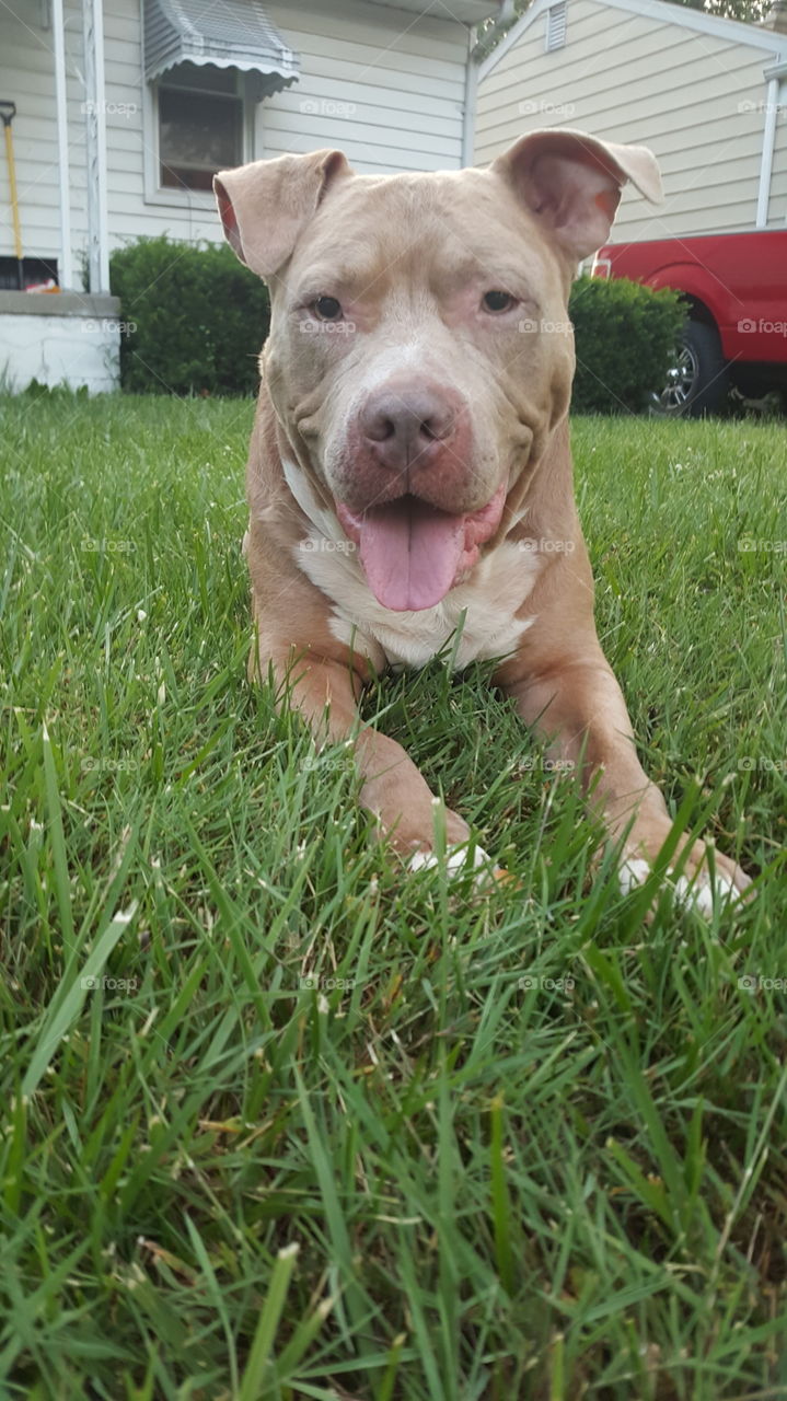 elderbull