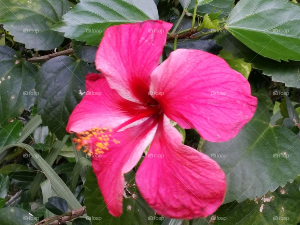 Hibiscus Bright Pink