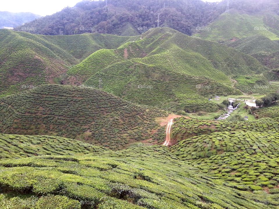 Green freshness of tea plantation in Cameron Highlands, Pahang, Malaysia