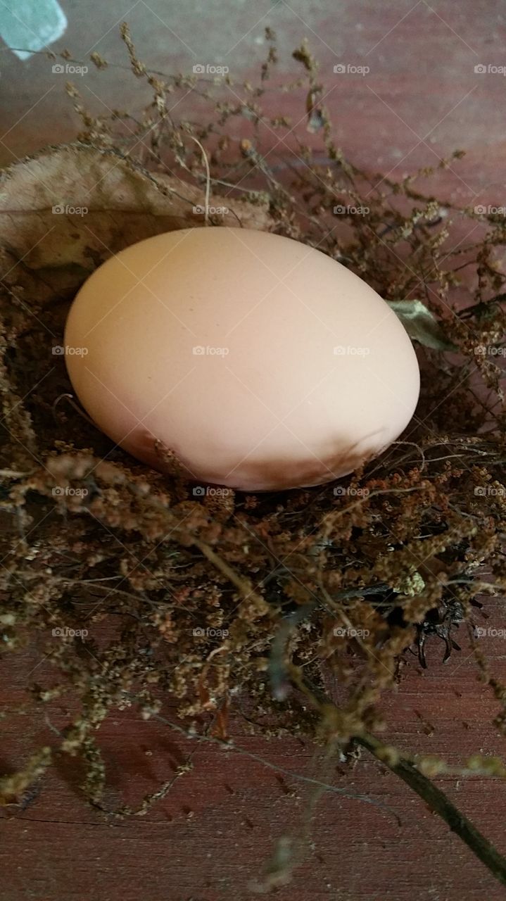 Big egg on a little nest