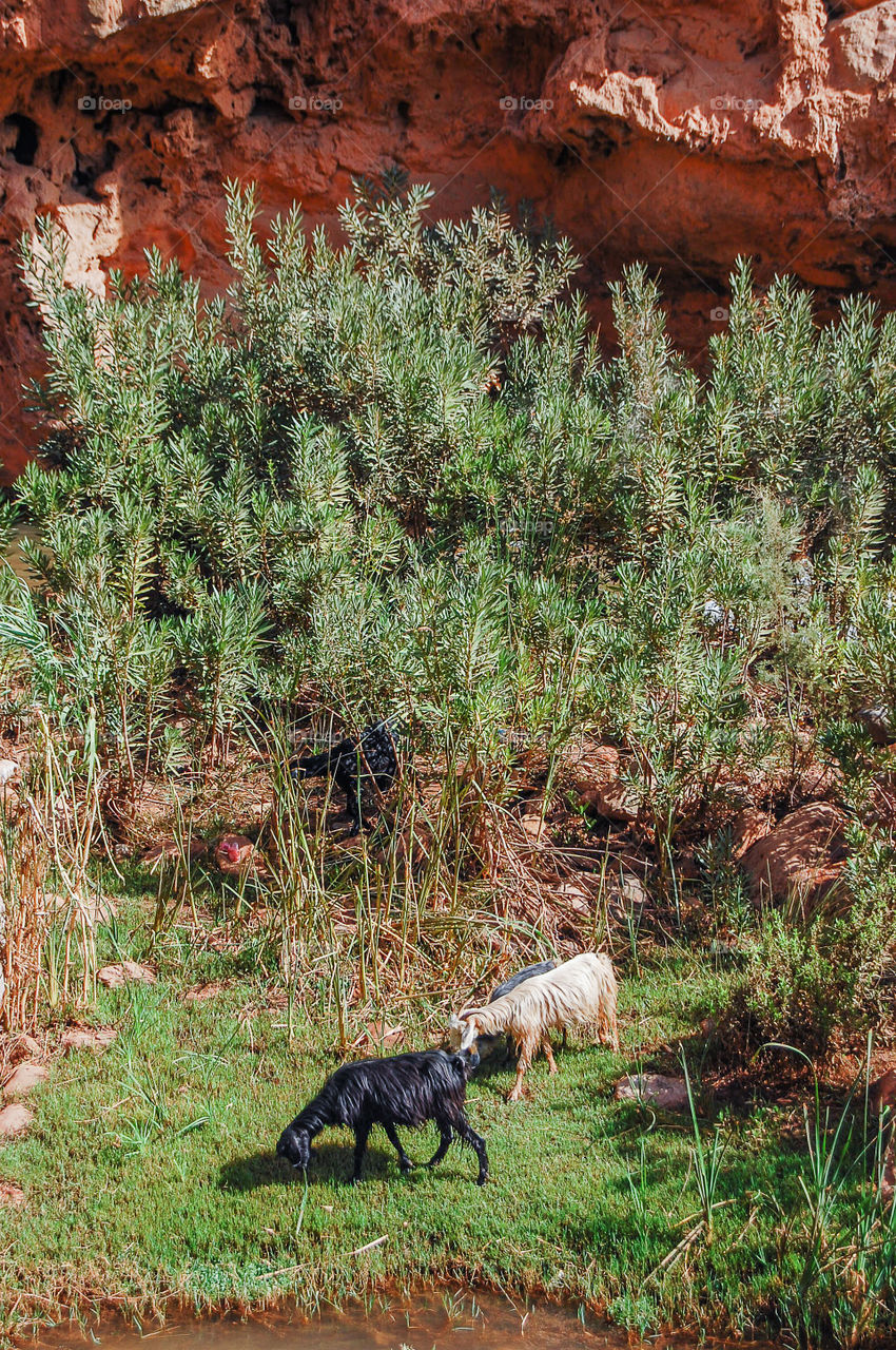 Black and white goats