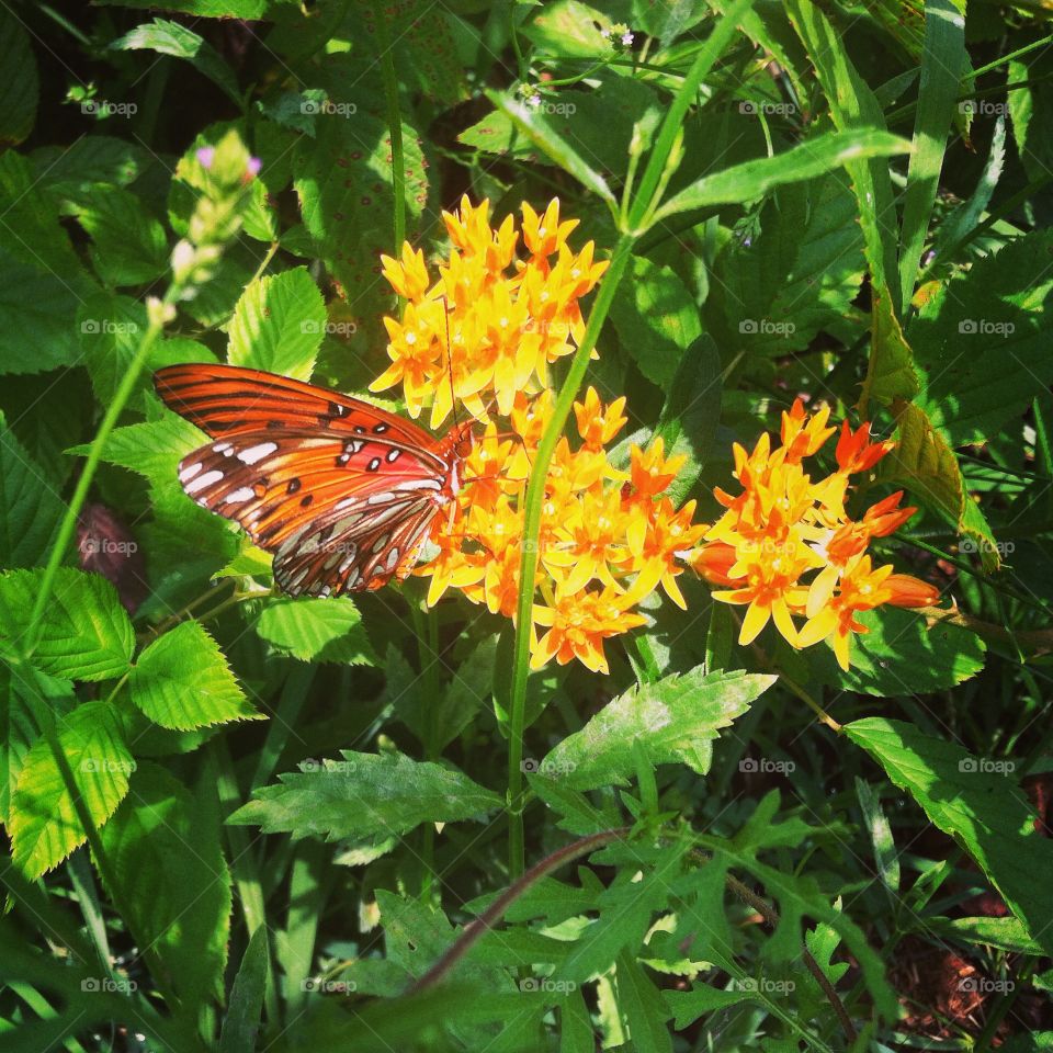Butterfly and it’s milkweed 