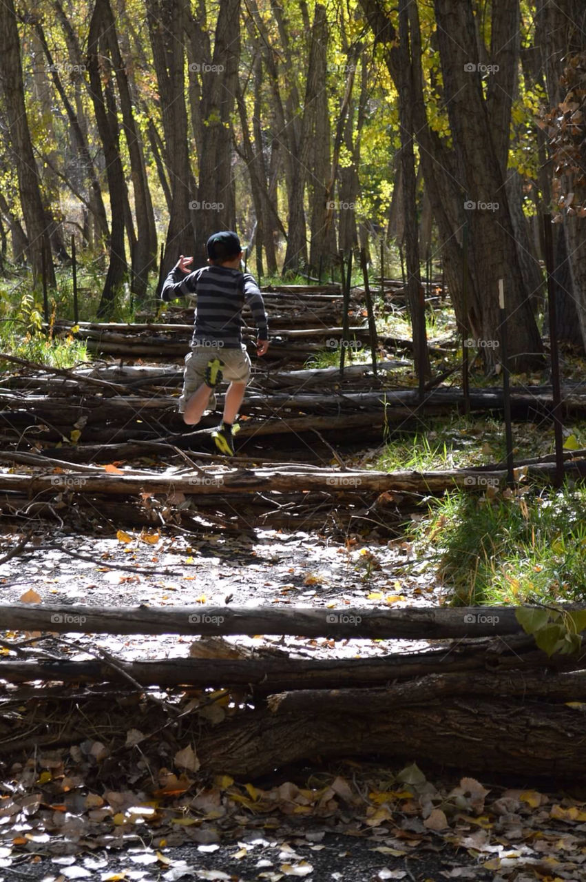 fun trees leaves forest by ezdrossi