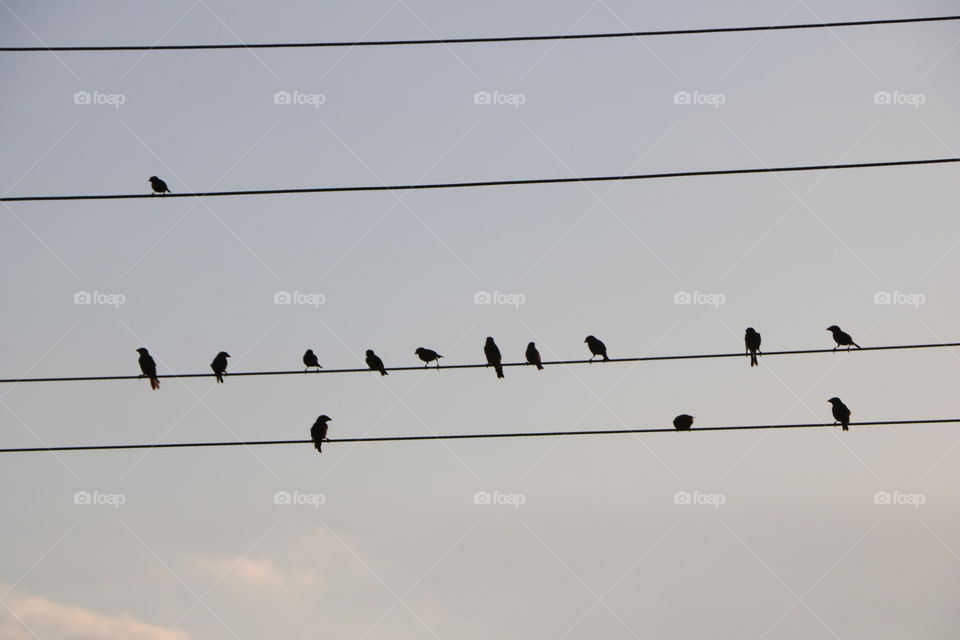 Birds in a wire - silhouettes