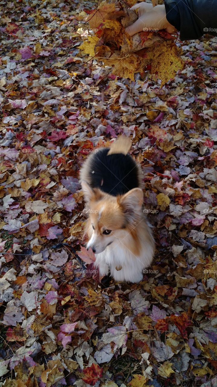 Sneaky corgi