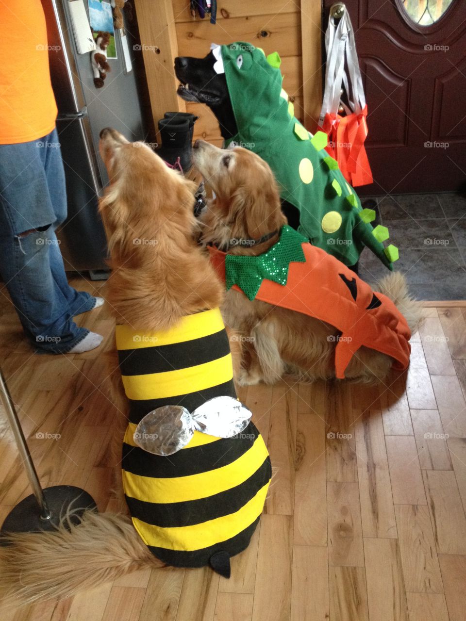 Dressing up my pups
