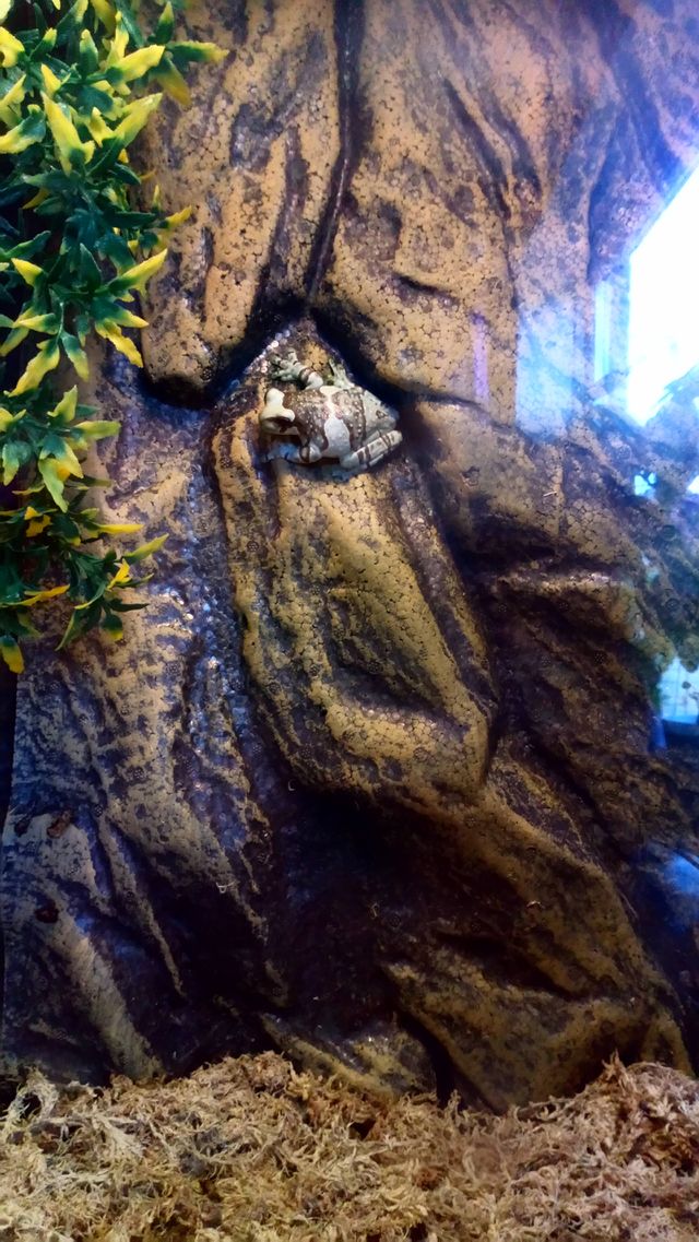 Frog