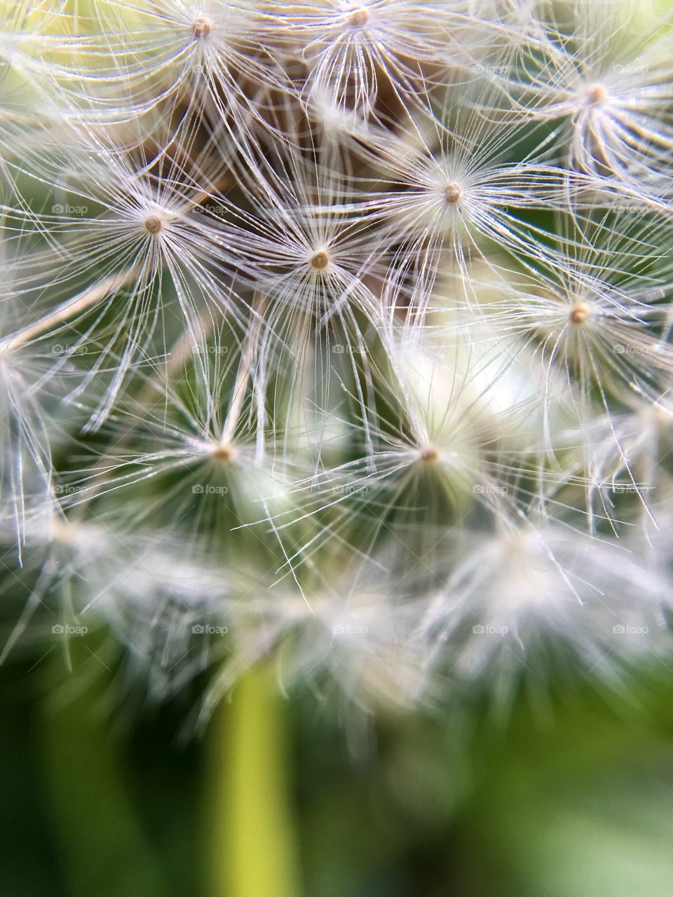 Closeup dandelion, white flower in macro