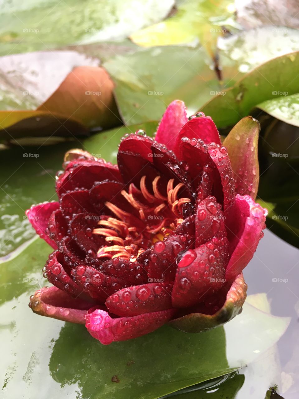 Red water Lilly with rain drops
