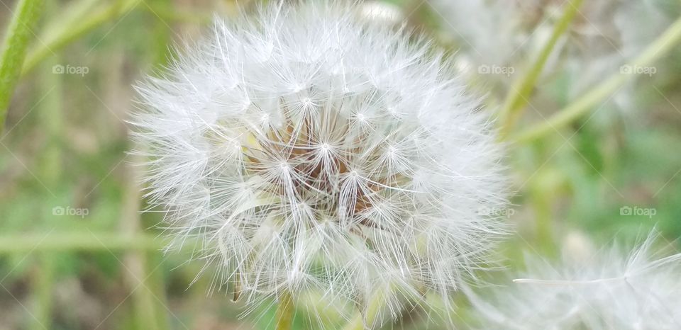 Flower#nature#greengrass#outdoors