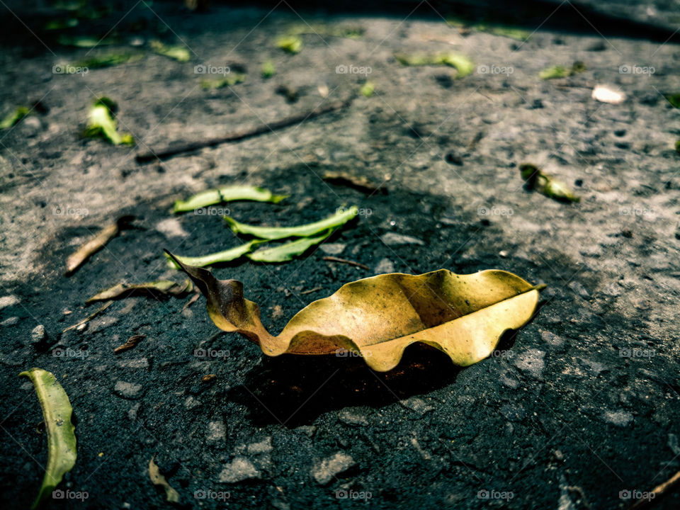 Dried leaf