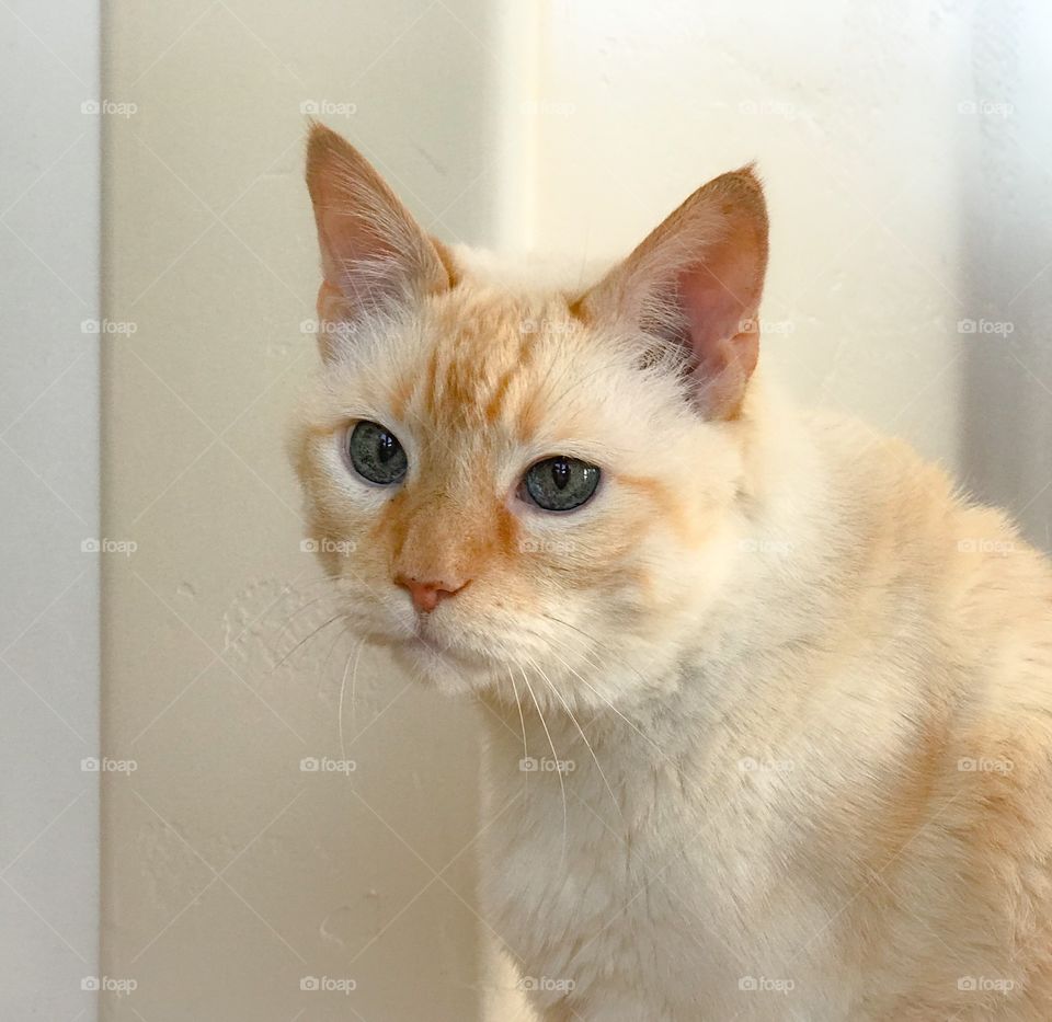 Close-up of of a beautiful flame point Siamese cat 