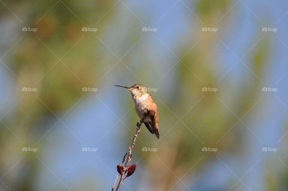 Hummingbird on the tree