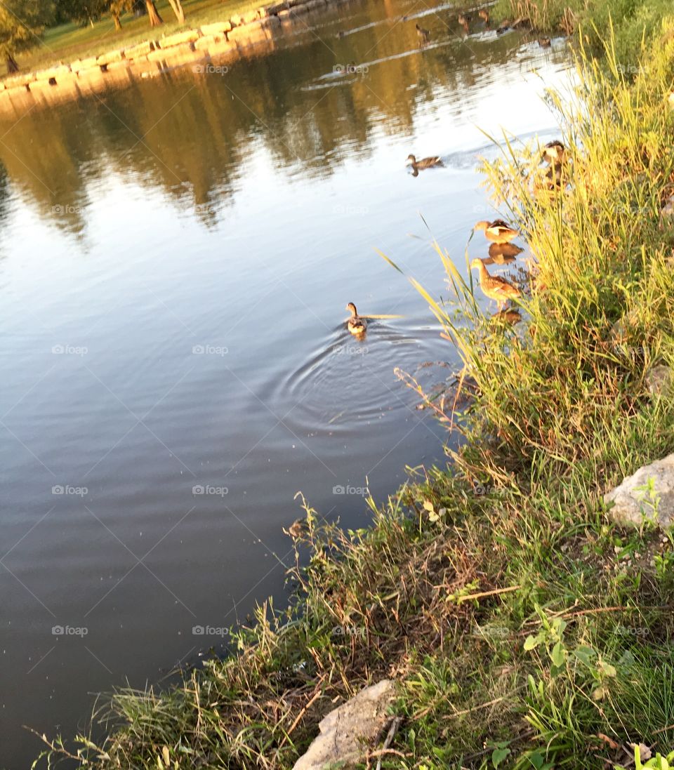 Goose swimming 
