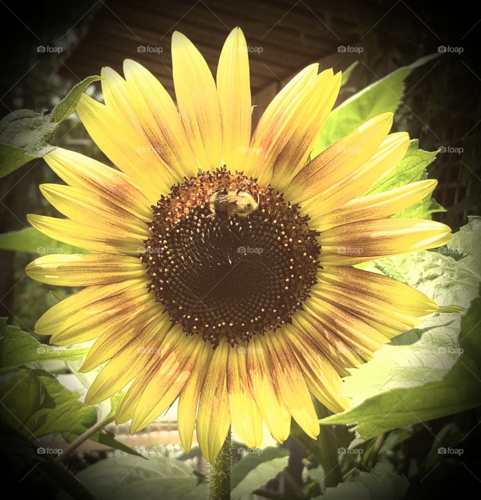 bee on the sunflower