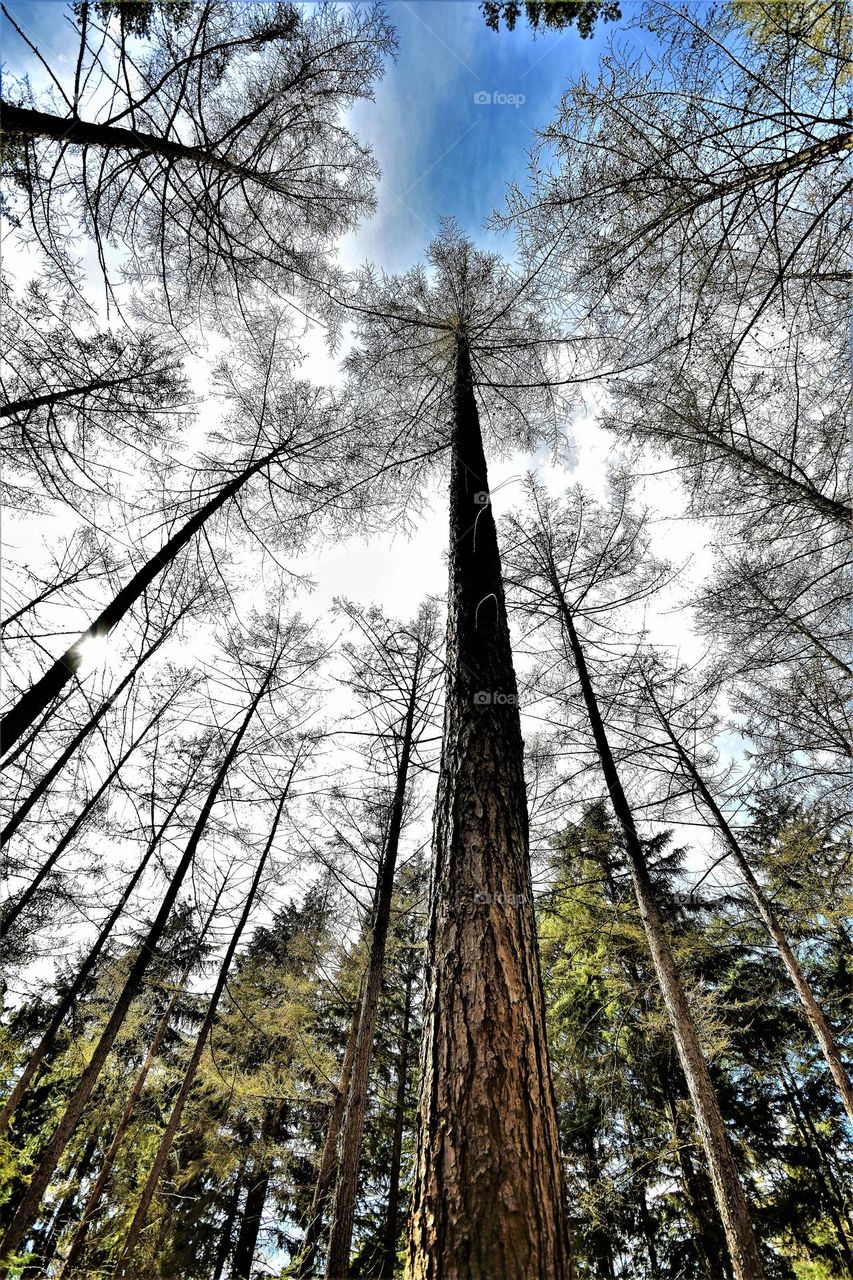 wide angle frog perspective picture group of high trees in the forest