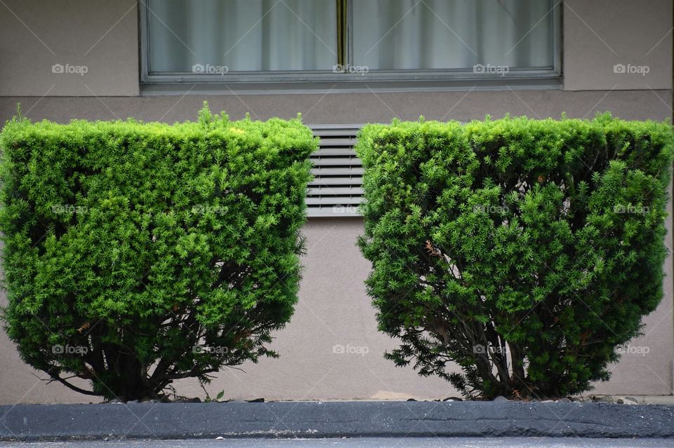 symmetric bushes window and vent