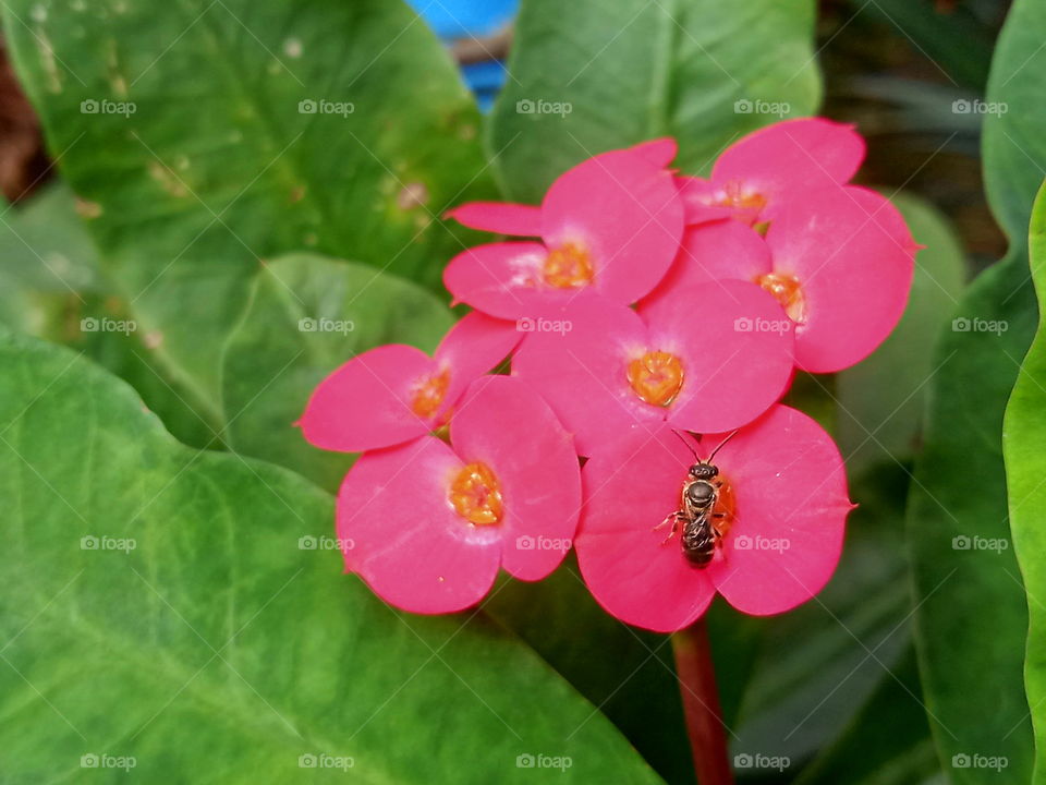 flowers and a bee