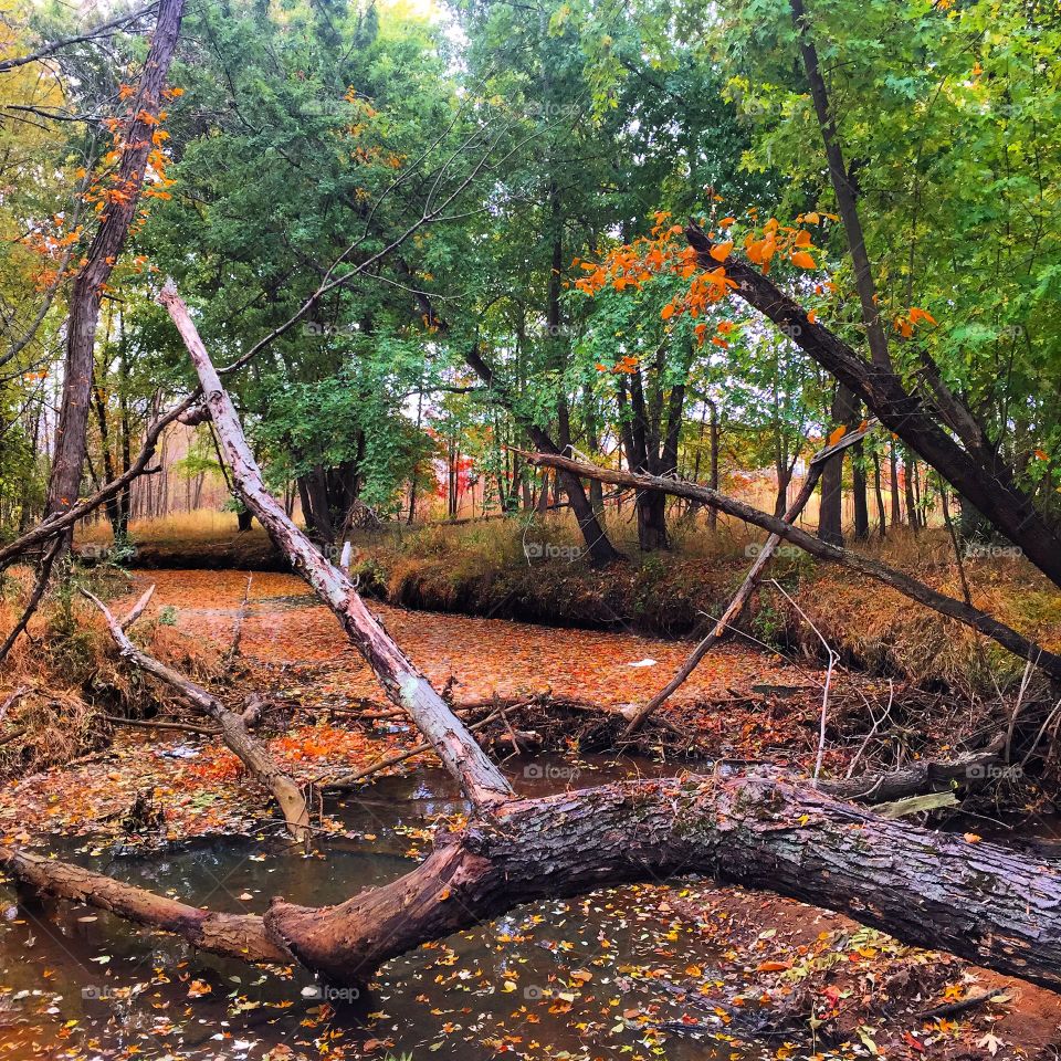 Walk-through autumn foliage