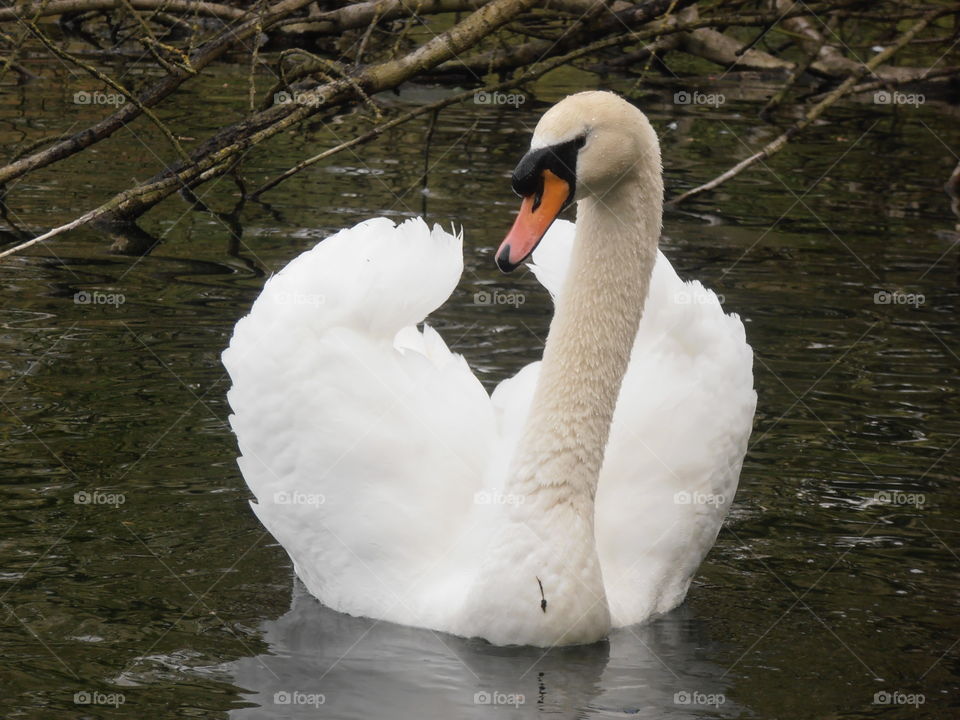 Beautiful Swan