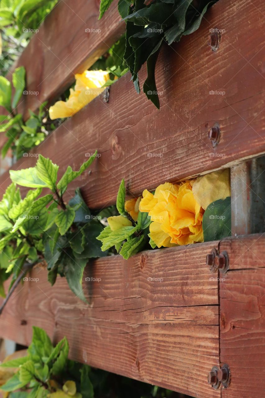 Yellow flowers peeking from wooden fence