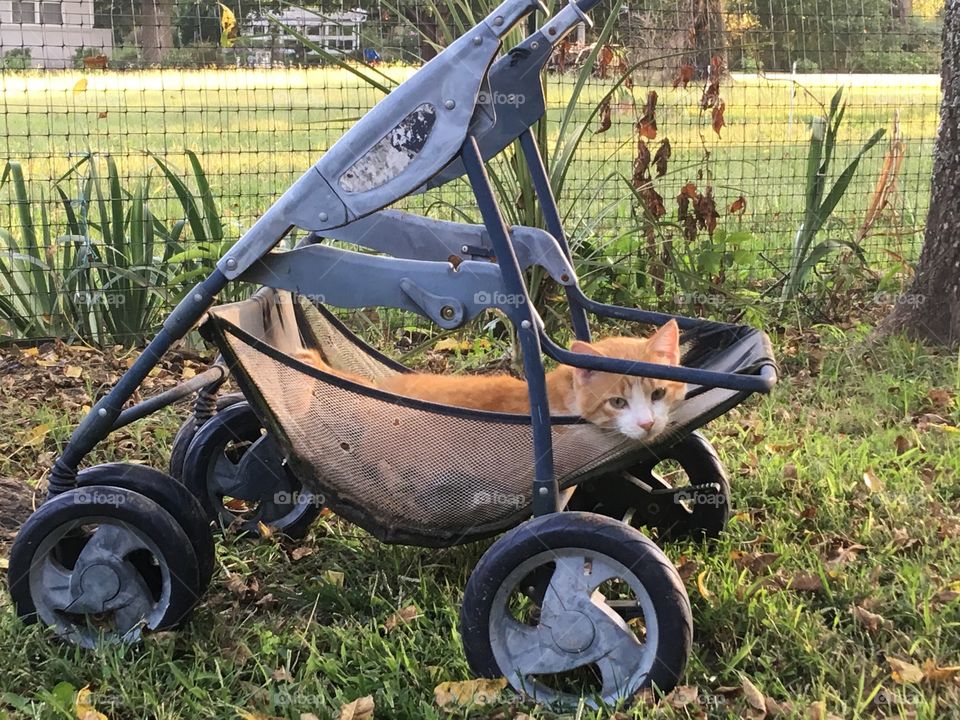 This has been recycled into my yard cart but I think my cat has adopted it! Silly thing 
