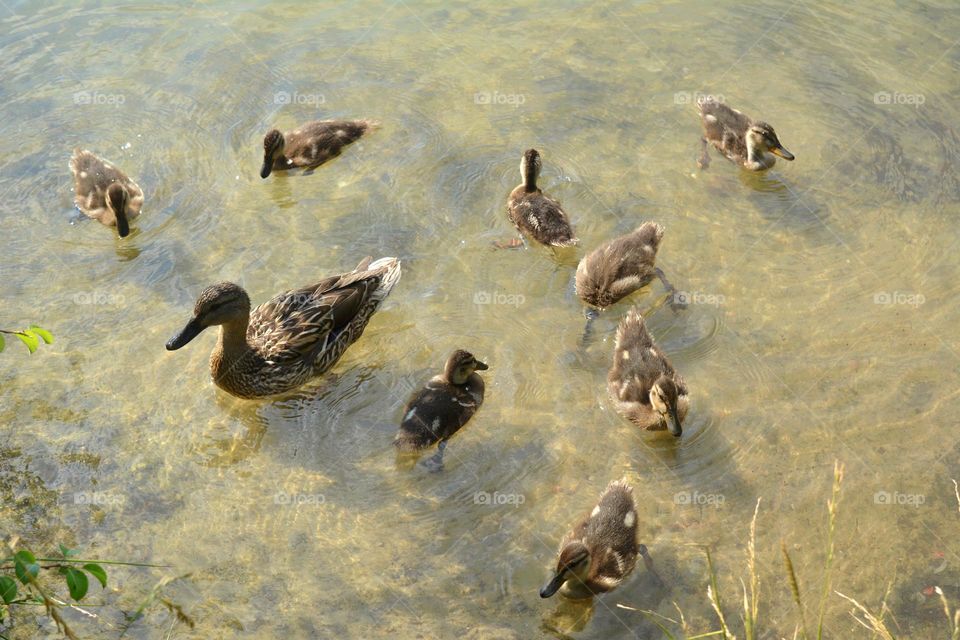 birds dusks family urban animal on a city lake