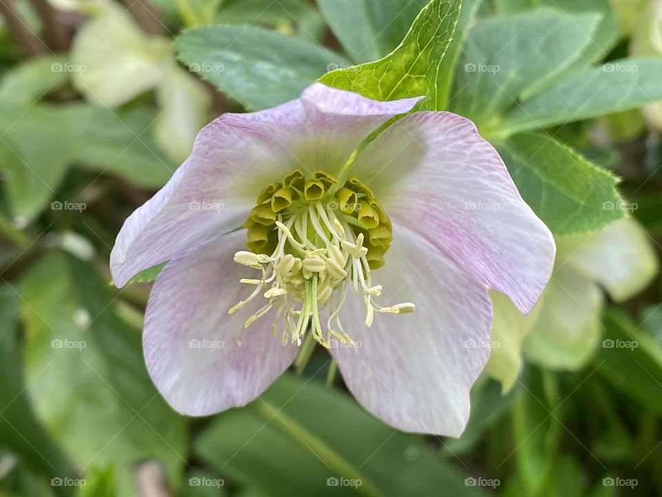 A pale pink hellebore flower