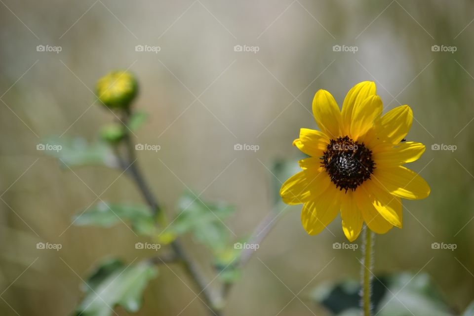 Flower. Sunflower in the wind
