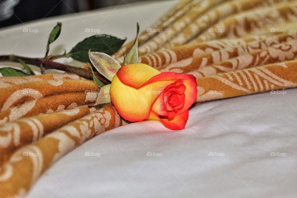 A rose is but a rose