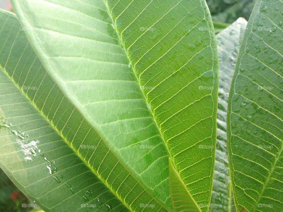 Green leaf background and texture design from nature.