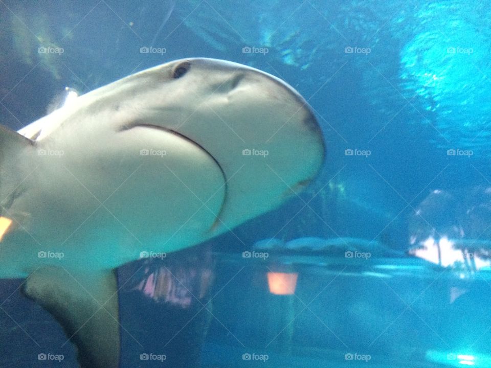 "Say hello to my little friend"

Shark at Atlantis Resort in Bahamas 