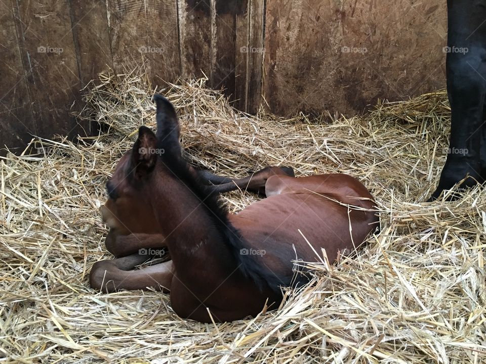 New born horse - first moments