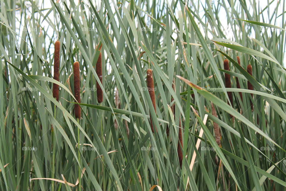 Cattails on Riverbank
