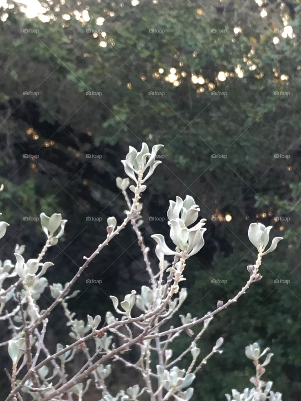 Saw this bush while walking my dog in Wimberly TX this weekend. Again no idea what it’s called but they were beautiful 🤍