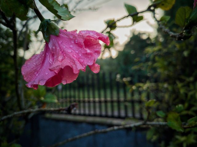 Raindrops