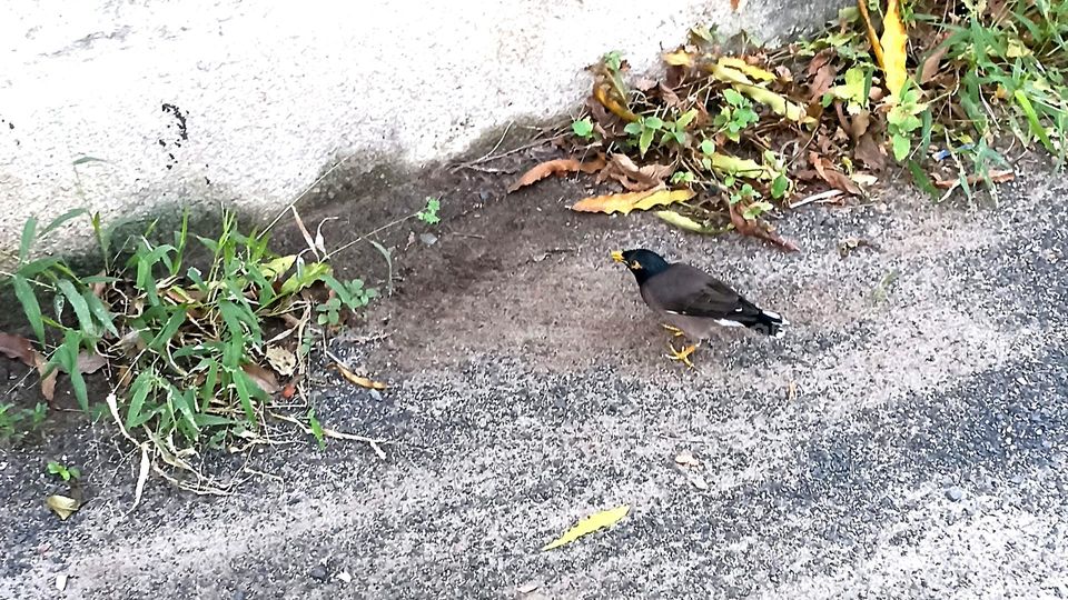 Mynah Bird