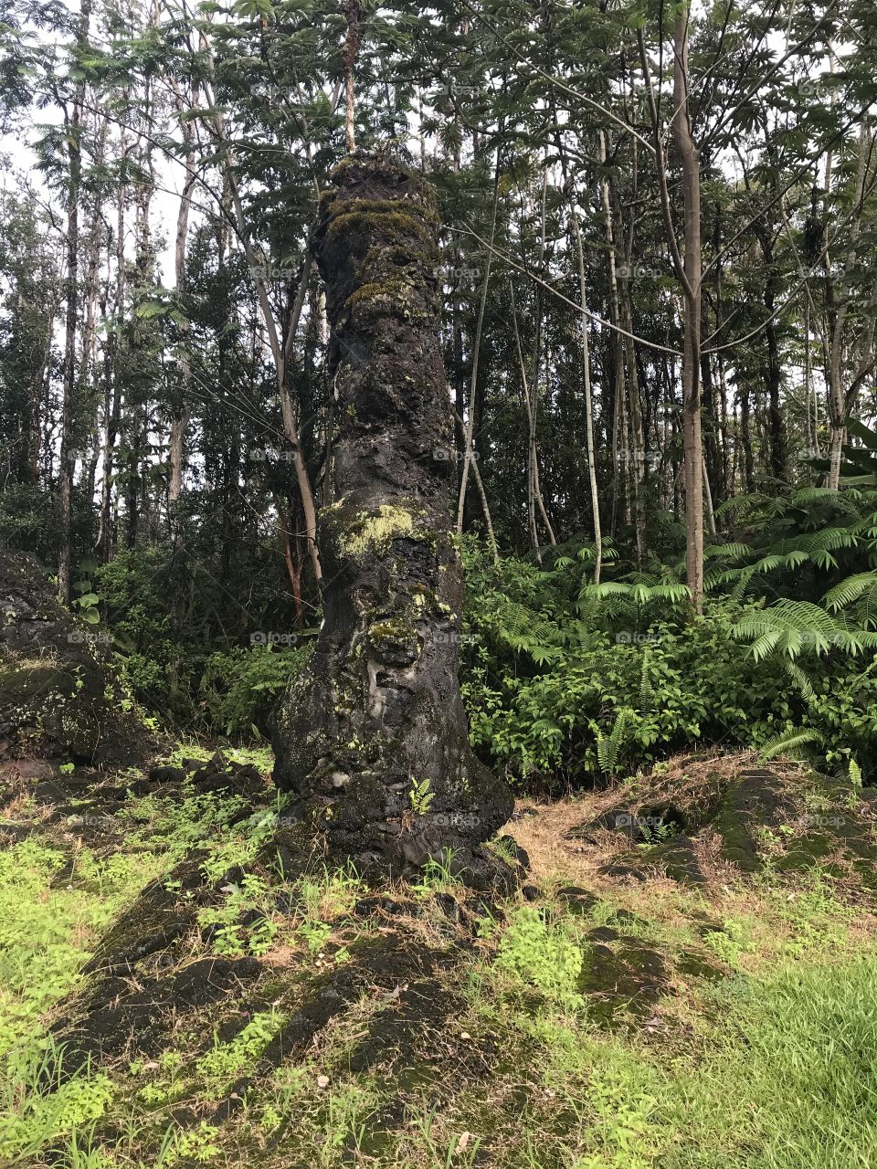 Ancient ‘Ōhia Lehua tree covered in lava. Petrified wood. 