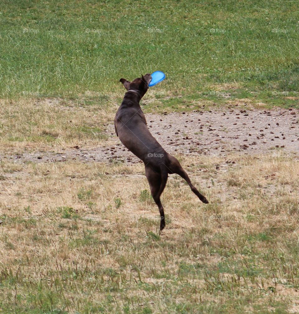 weimaraner choc lab mix