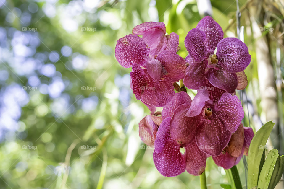 Beautiful pink flowers in the garden.