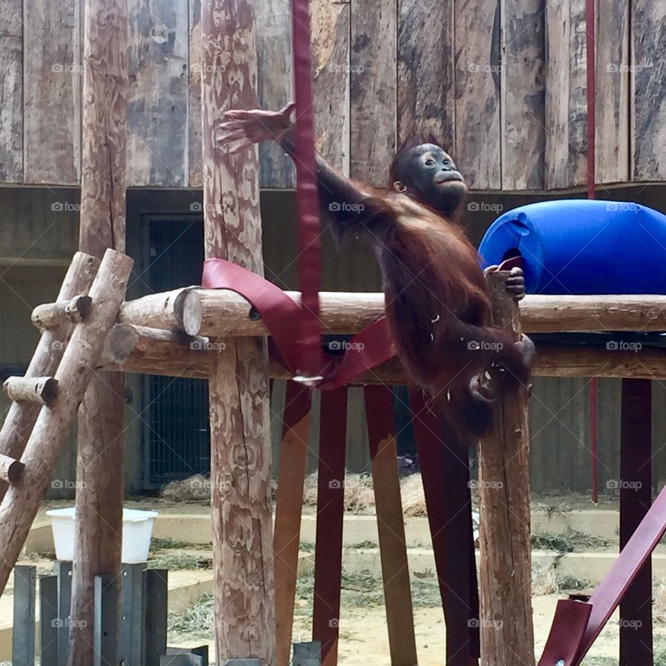 Young orangutan reaching out