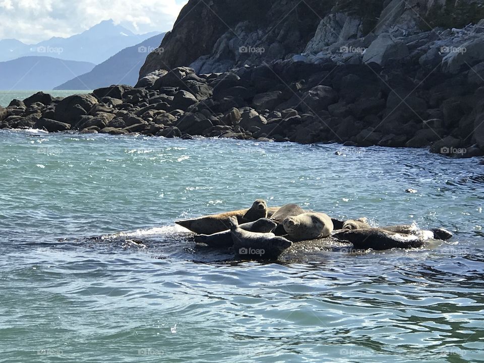 Skagway Seals