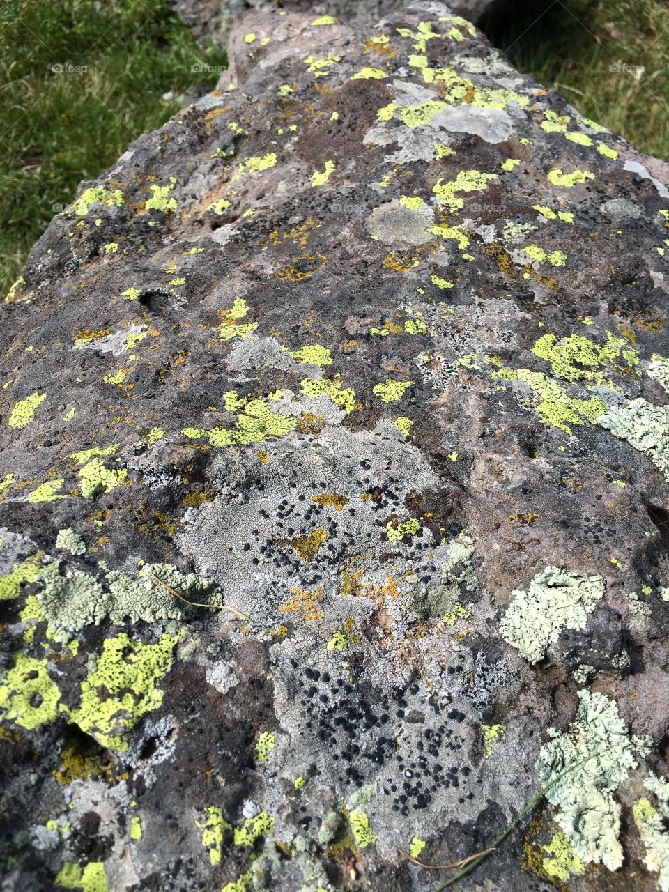 Moss, Stone, Lichen, Rock, Nature