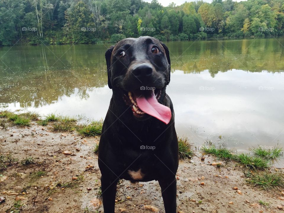 Black dog standing near lake