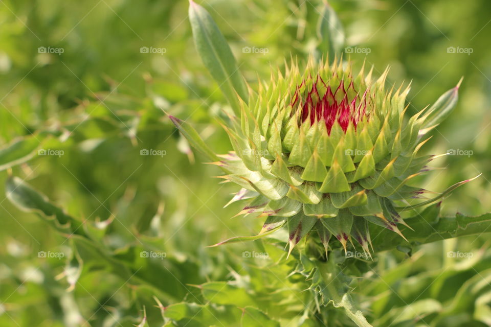 View of spiked flower