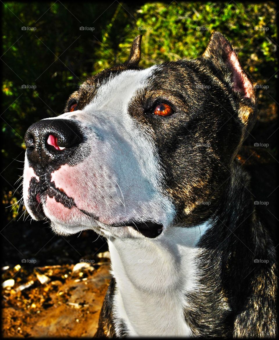 Pitbull portrait photography close up shoot colorful background amazing sweet little dog best buddy